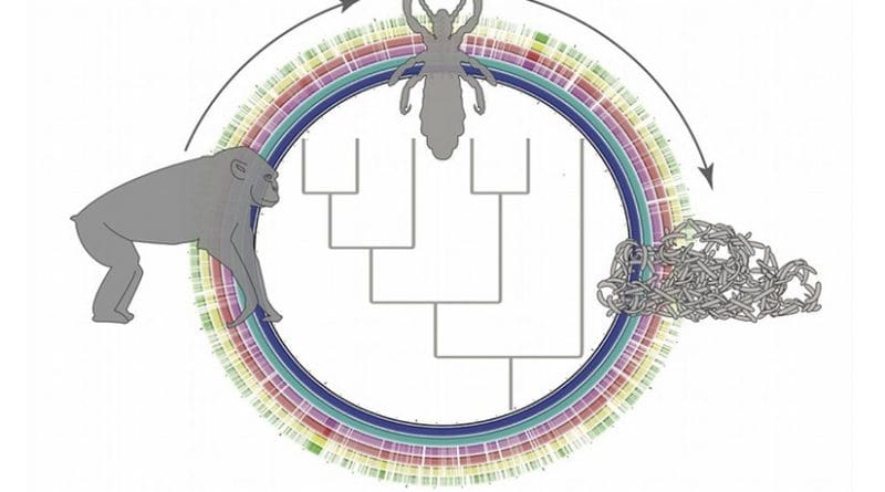 Genome sequencing provides new insights into the intertwined history of lice and their bacterial sidekicks, enabling lice to stay in sync with their primate hosts. Image by Bret Boyd. Credit Image by Bret Boyd.