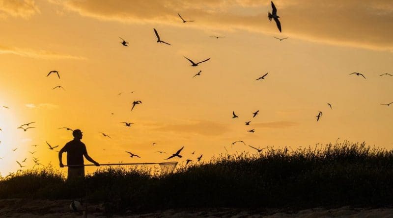 A scientist nets sooty terns so they can be banded for study at Dry Tortugas National Park, an uninhabited island 60 miles west of Key West, Florida. Credit Ryan Huang, Duke University