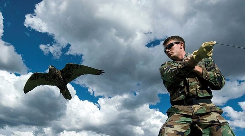 Cadet-in-charge for Academy falconry team pulls lure as Ace, a black gyr-saker falcon, makes pass at it, September 10, 2010 (U.S. Air Force/Bennie J. Davis III)