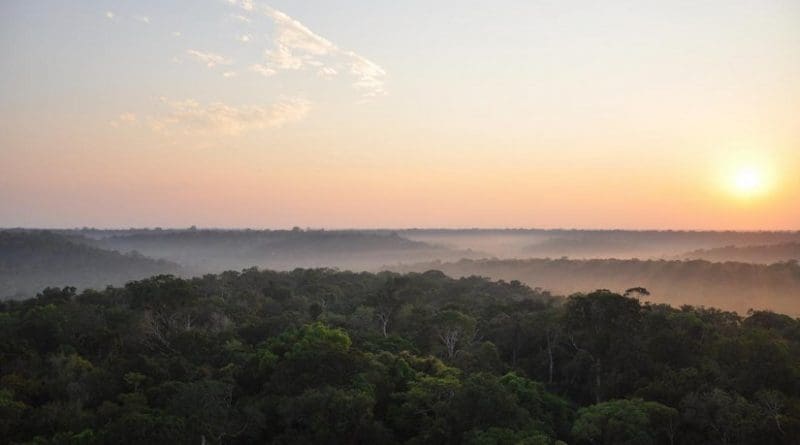 This is a photo of the Amazon forest taken from an eddy co-variance tower near Manaus, northwestern Brazil. Credit Xi Yang/University of Virginia