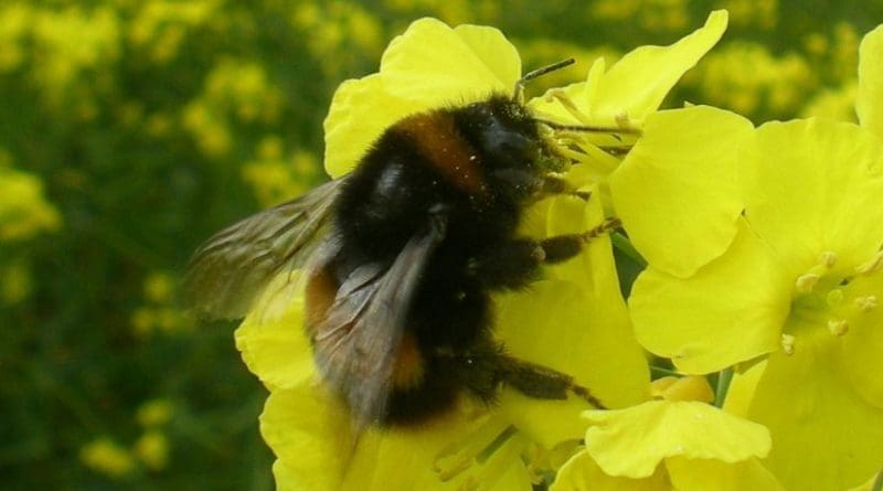 This is a Bombus terrestris foraging on oil seed rape. Credit Dara Stanley