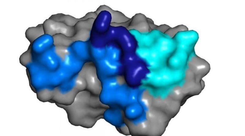 Researchers have found natural antibodies that prevent Zika infection by latching onto a part of the virus. Credit Jennifer R. Keeffe, Anthony P. West, Jr, and Pamela Bjorkman