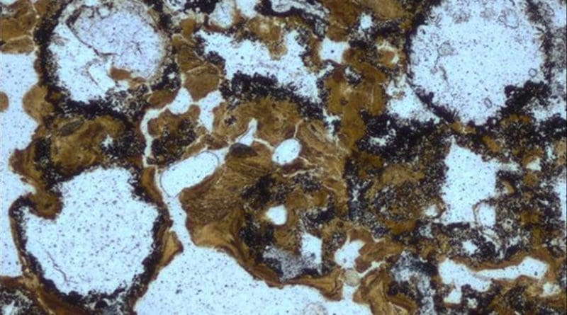 Spherical bubbles preserved in 3.48 billion year old rocks in the Dresser Formation in the Pilbara Craton in Western Australia provide evidence for early life having lived in ancient hot springs on land. Credit Image: UNSW