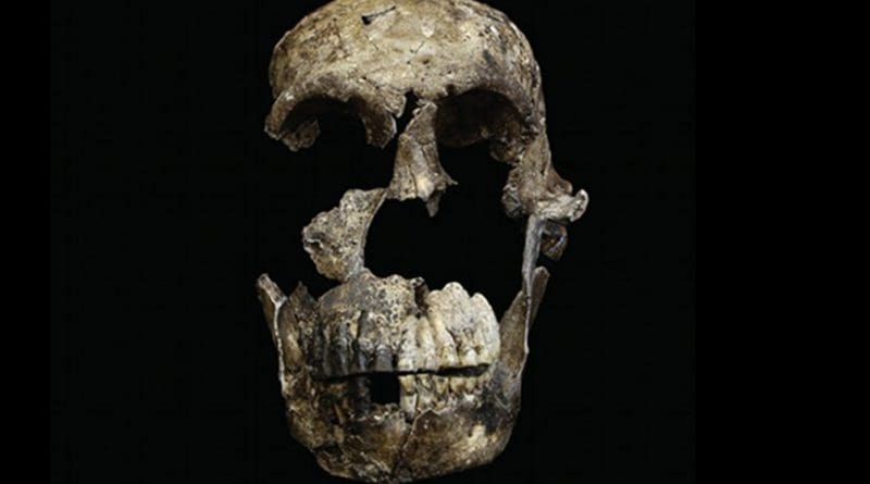 "Neo" skull of Homo naledi from the Lesedi Chamber is shown. Credit Photo by John Hawks/University of Wisconsin-Madison