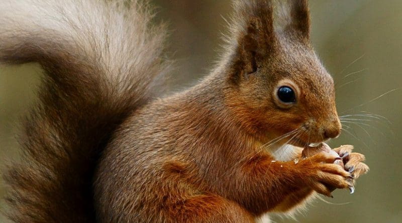 A Red Squirrel. Photo by Peter Trimming, Wikipedia Commons.