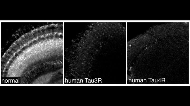 Nerve cells in normal/ healthy fly brains and in fly brains expressing the two human Tau isoforms. Credit Dr Torsten Bossing, University of Plymouth