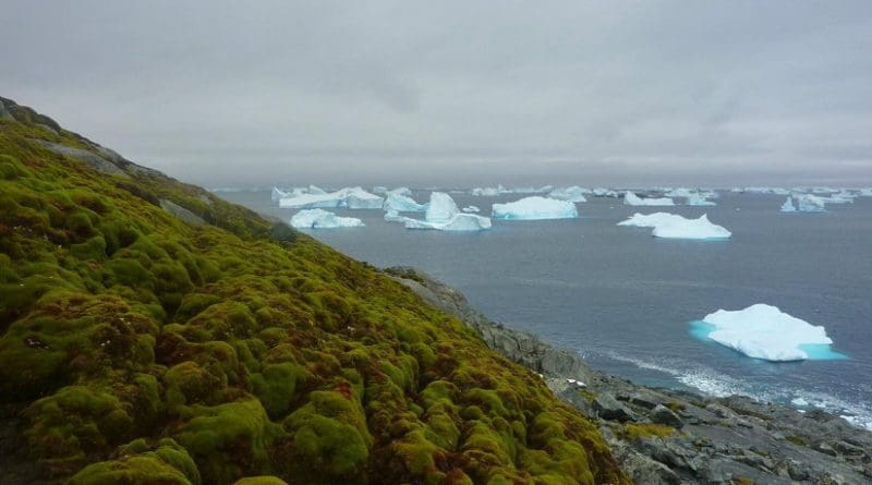 This is a Green Island moss bank with icebergs. Credit Matt Amesbury