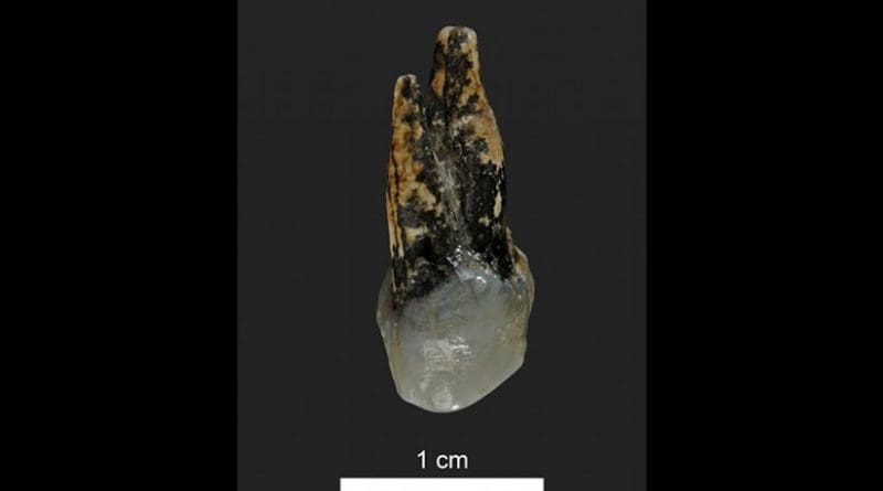 This is a 7.24 million year old upper premolar of Graecopithecus from Azmaka, Bulgaria. Credit Photo: Wolfgang Gerber, University of Tübingen