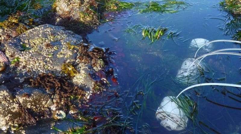 This is an acidification sensor on the Oregon Coast. Credit Oregon State University