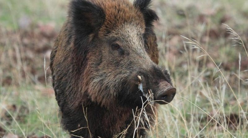 Male wild boar. Credit Christian Gortázar Schmidt