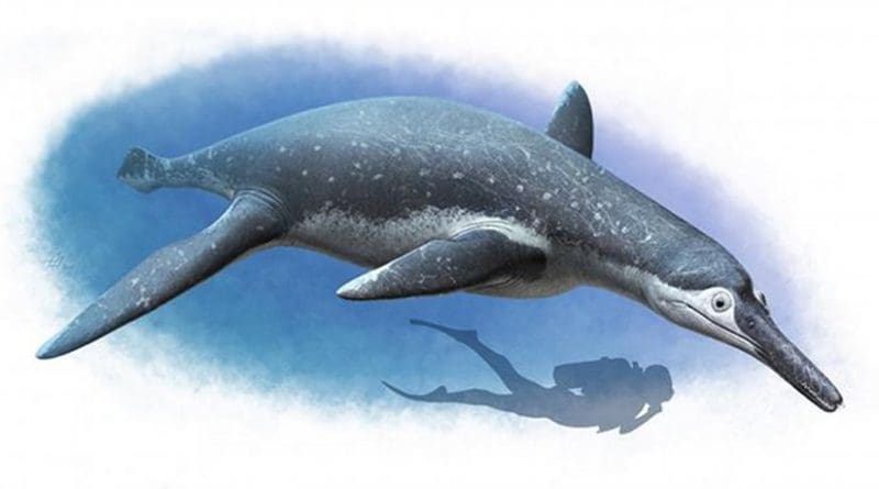 The life reconstruction of Luskhan itilensis is pictured. Both reconstructions are represented with a shadow figure of a diver for scale. Credit Andrey Atuchin