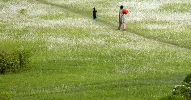 Pastoral scene in Nepal.
