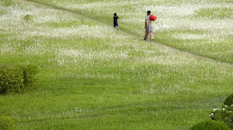 Pastoral scene in Nepal.