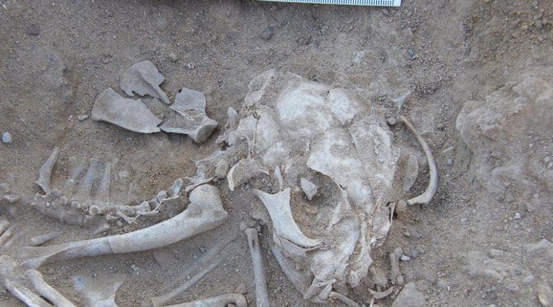 This is a cat buried in a 6,000-year-old in Hierakonpolis, Egypt. Credit © Hierakonpolis Expedition