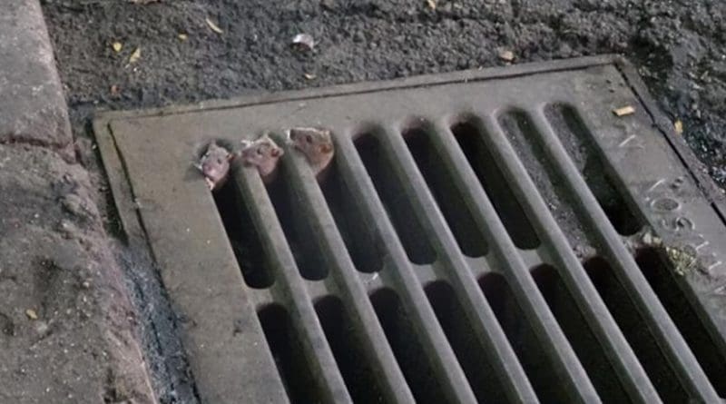 A mother rat (behind) and two pups (in front) emerge from a storm drain basin in NYC. The mother rat is taking her young to feast on nearby garbage bags filled and left sitting overnight prior to sanitation removal the next day. Credit Michael Cammer, NYU