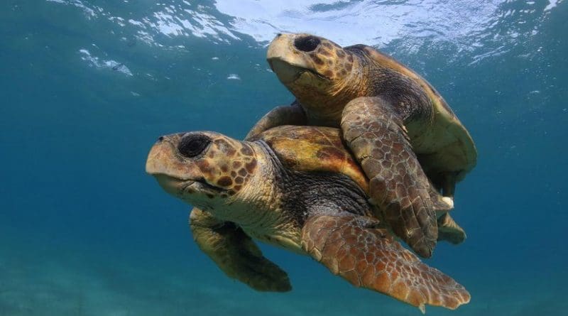 This research suggests that that warmer temperatures associated with climate change may lead to higher numbers of female sea turtles and increased nest failure. Credit Kostas Papafitsoros