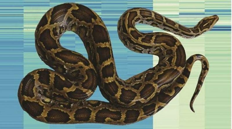 A Burmese python superimposed on an analysis of gene expression that uncovers how the species changes in its organs upon feeding. Credit Todd Castoe