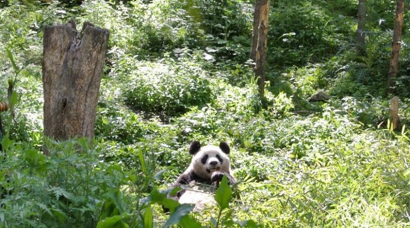 A panda in China's Wolong Nature Reserve, snacks on bamboo. Efforts to conserve panda habitat have benefited both other animals and plants, but also has benefited humans by bolstering forests to sequester greenhouse gases, and retain water and soil. Credit Sue Nichols, Center for Systems Integration and Sustainability, Michigan State University