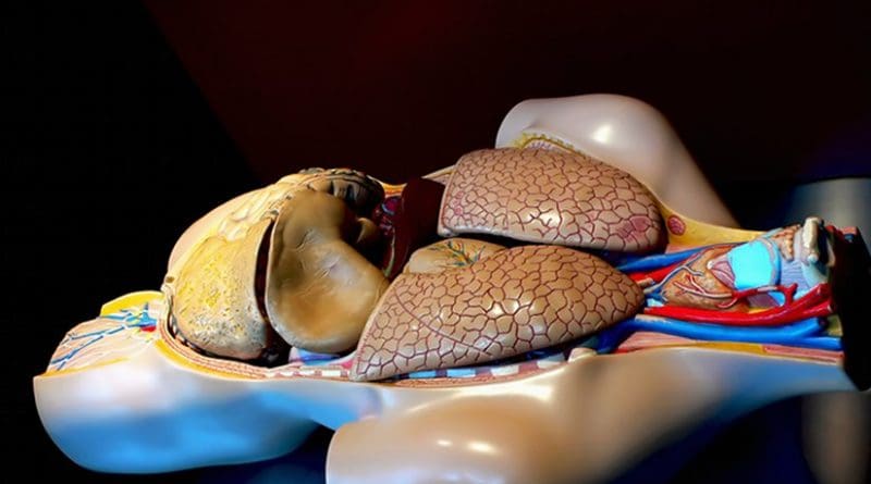 human heart lungs anatomy