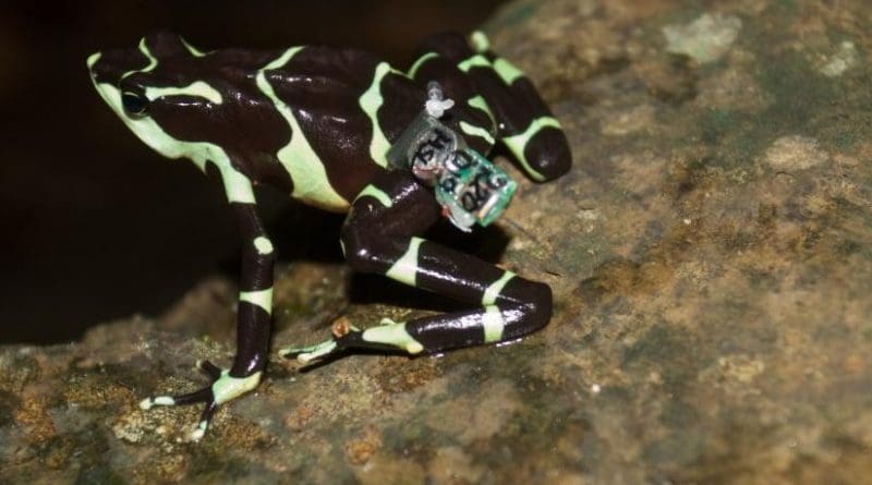 A female Limosa harlequin frog sports a miniature radio transmitter. The radio transmitters will allow the scientists to track 16 of the frogs to look at the differences in survival and persistence between those that experienced a soft release and those that did not. Credit Brian Gratwicke/Smithsonian Conservation Biology Institute