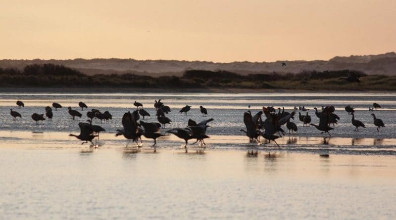 The Coorong and Lower Lakes at the mouth of the Murray-Darling Basin are key sites for waterbirds, including Cape Barren geese. Credit UNSW