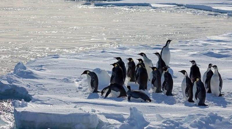 It is known from previous studies that sea ice is a key environmental driver for the Emperor penguin. What was previously unknown is whether or not dispersal could prevent or even reverse future global populations. Based on this study, the prospects look grim at the end of 2100. Credit Photo by Peter Kimball, Woods Hole Oceanographic Institution