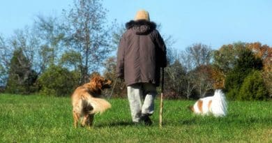 An elderly person walking with dogs.