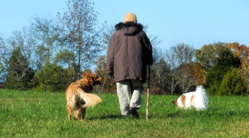 An elderly person walking with dogs.
