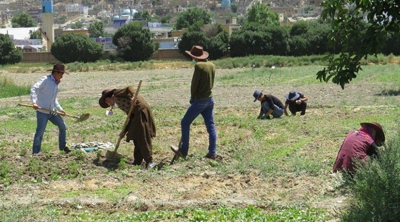 Working on a permaculture Plot at Kabul University
