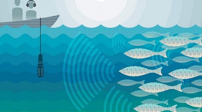 A team led by marine scientists from The University of Texas Marine Science Institute and the Scripps Institution of Oceanography have discovered a way to use the incredibly loud, distinctive sounds that fish make when they gather to spawn--not to catch them but to protect them. The team developed an inexpensive yet accurate method for estimating how many fish are in a spawning aggregation, based on their mating calls. Accurate data on when and where fish spawn, as well as how many there are, would help fisheries managers design effective management practices and monitor the ongoing health of a fishery. Credit Jenna Luecke/Univ. of Texas at Austin
