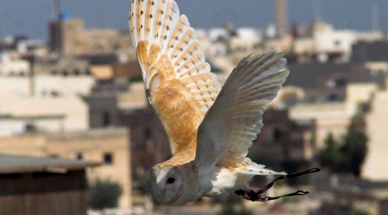 owl