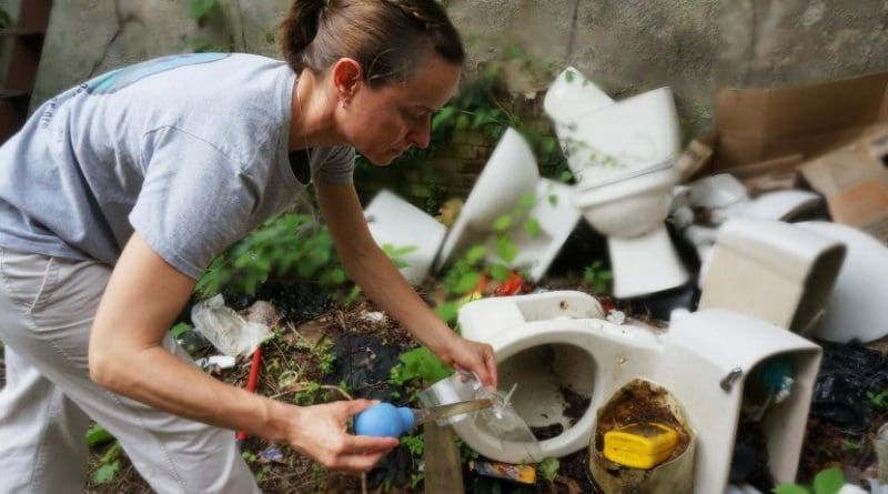 Senior author Shannon LaDeau samples pools of water collected in discarded trash for mosquito breeding activity. Credit BES Photo Archive