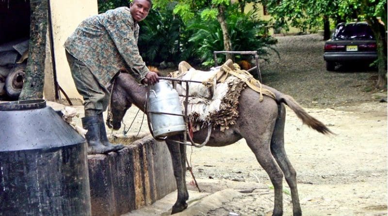 Man getting milk in Dominican Republic.