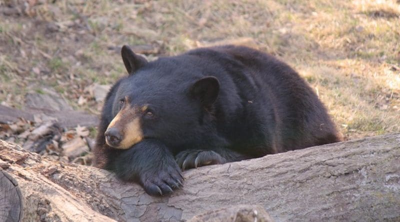 Black Bear