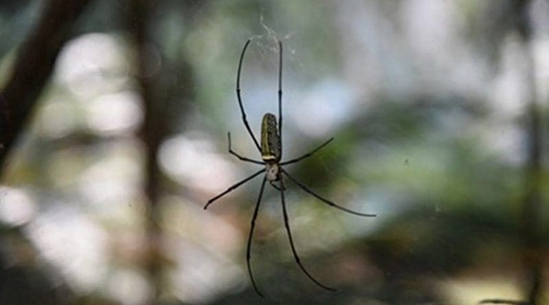The golden silk orb weaver (Nephila pilipes) creates dragline silk that prevents it from spinning while hanging from its web. CREDIT: Kai Peng of Huazhong University of Science and Technology