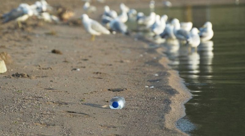 pollution beach plastic seagulls ocean