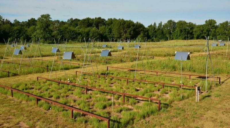 The meadow plots were part of the Long-Term Ecological Research Station in Cedar Creek, Minnesota, USA. The heating lamps placed above the meadows heated the meadow to approx. 3 degrees Celcius above the ambient temperature. Credit Jacob Miller