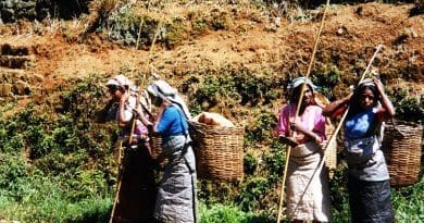 Women in Sri Lanka harvesting tea.