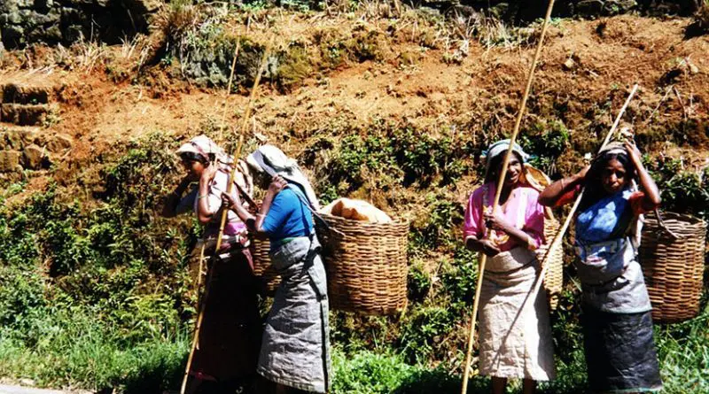 Women in Sri Lanka harvesting tea.