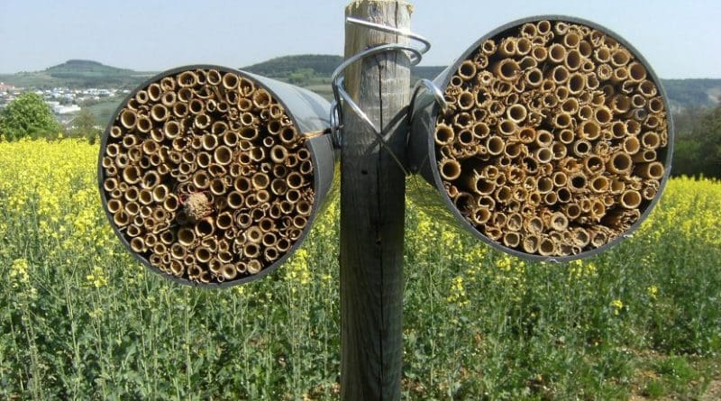 Nesting aids at the edges of fields can increase the numbers of wild bees: The insects lay their eggs in short bundles of reed. Credit (Photo: Verena Rieding)