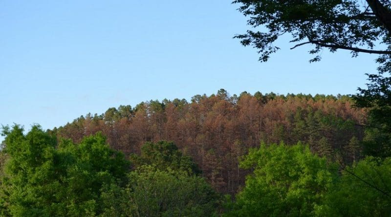 Dead pines in northeastern Oklahoma, where some forests have been hit hard by beetles. Credit Kevin Krajick/Lamont-Doherty Earth Observatory