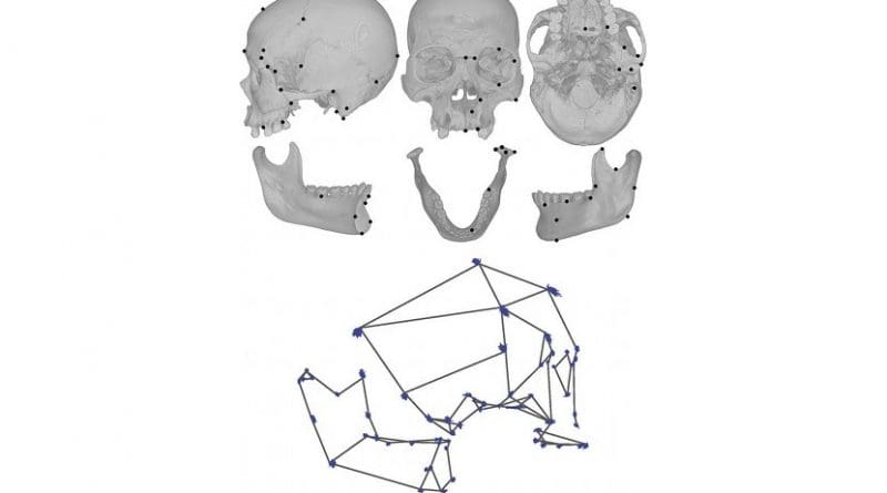 UC Davis anthropologist David Katz measured specific points on hundreds of human skull bones (top) to create a wire frame model of the skull and jaw (bottom). Blue dashes indicate changes in skull shape from foragers to dairy farmers. Credit David Katz and Tim Weaver, UC Davis