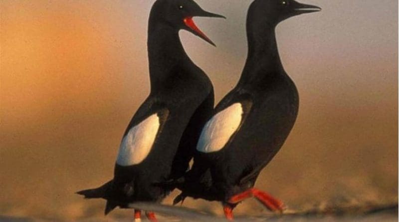 A pair of black guillemots. Credit: Friends of Cooper Island.