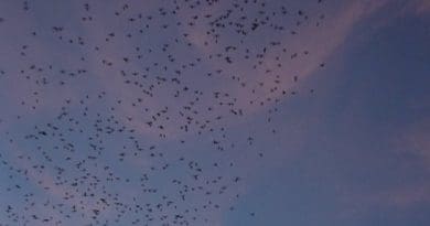 Bats flying at dusk.