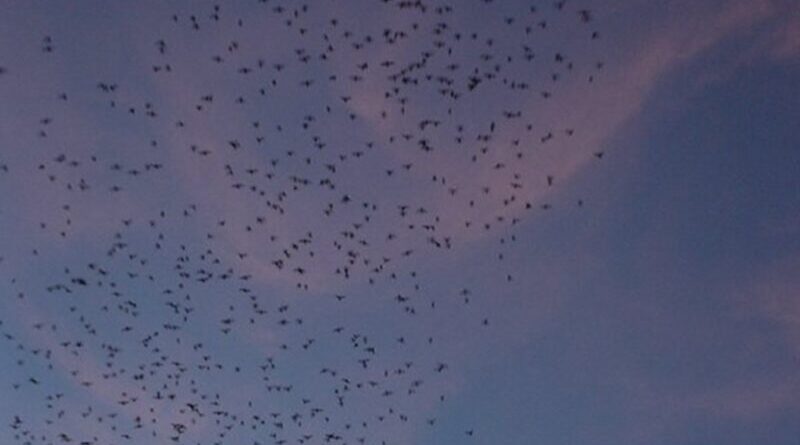 Bats flying at dusk.