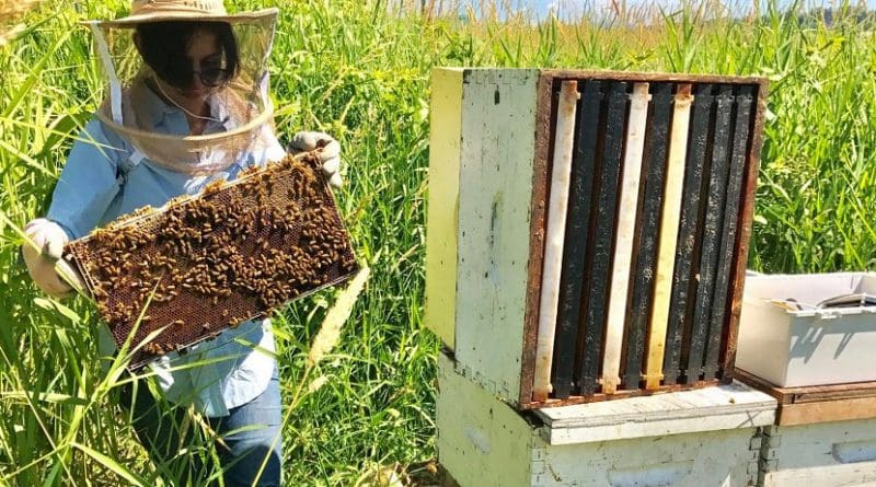 Simon Fraser University researcher Oldooz Pooyanfar has developed a bee monitoring system to study honey bee health. Credit SFU