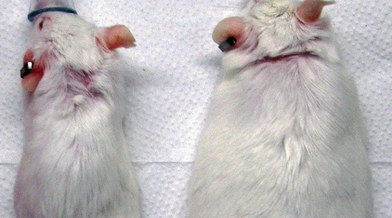 When normal and gene-altered mice ate the high-fat diet -- along with varying levels of doxycycline to induce GLP1 release -- mice expressing GLP1 (left) gained less weight gain while normal mice (right) grew fat. Credit Wu Laboratory, the University of Chicago