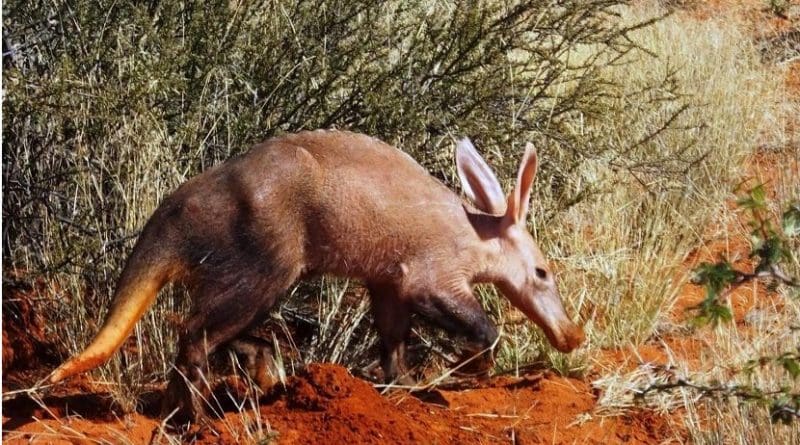 This is an aardvark in the Kalahari desert in South Africa. Credit Wits University