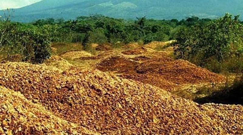 An area covered in orange peels in the 1990s turned into a lush forest nearly 20 years later. The story showcases the unique power of agricultural waste to not only regenerate a forest but also to sequester a significant amount of carbon at no cost. Credit Photos courtesy of Daniel Janzen and Winnie Hallwachs