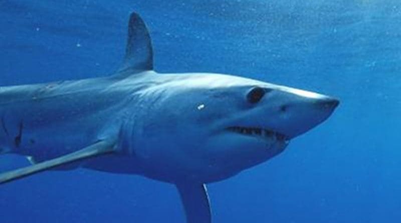 This is a mako shark close up. Credit George Schellenger, GHOF